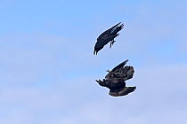 Common raven (Corvus corax) fighting in flight, Hornoya, Varanger, Finnmark, Norway, May.
