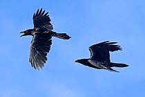 Common raven (Corvus corax) flying, Hornoya, Varanger, Finnmark, Norway, May.