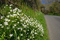 Greater stitchwort (Stellaria holostea) flowering on the grassy banked verge of a country lane, Cornwall, UK, April.