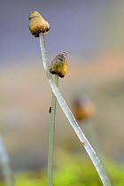 Close up of Great scented / Snakeskin Liverwort (Conocephalum conicum) stalked sporangia, Cornwall, UK, March.