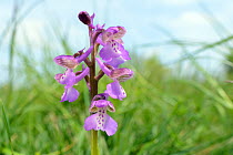Green-winged orchid (Orchis / Anacamptis morio) flowering in a traditional hay meadow meadow, Wiltshire UK, May.