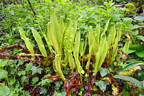 Clump of Hart's-tongue fern (Phyllitis / Asplenium scolopendrium) in woodland understorey after recent rain, Cornwall, UK, May.
