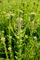 Hoary cress (Lepidium draba / Cardaria draba) a southern European species long naturalised in the UK, flowering on urban waste ground, Salisbury, UK, April.