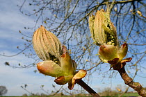 Horse Chestnut (Aesculus hippocastanum) leaf buds opening, Wiltshire, UK, April.