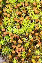 Top view of Juniper haircap moss (Polytrichum juniperinum) with male gametophytes bearing flower like antheridia, Bodmin moor, Cornwall, UK, May.