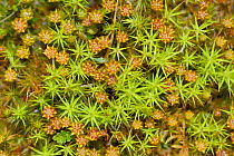 Top view of Juniper haircap moss (Polytrichum juniperinum) with male gametophytes bearing flower like antheridia, Bodmin moor, Cornwall, UK, May.