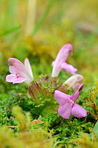 Lousewort (Pedicularis sylvatica) flowering on boggy moorland ground, partially parasitic on the roots of nearby plants, Bodmin moor, Cornwall, UK, May.
