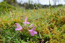 Low wide angle view of Lousewort (Pedicularis sylvatica) flowering on boggy moorland ground, partially parasitic on the roots of nearby plants, Bodmin moor, Cornwall, UK, May.