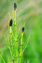 Marsh horsetail  (Equisteum palustre) with spore cones growing on marshy ground around a pond, Cornwall, UK, April.