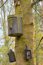 Three Bat boxes hanging from a tree, Rutland Water Nature Reserve, Rutland, UK, November.