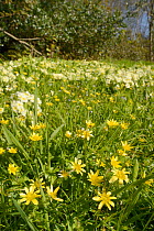 Carpet of Lesser celandines (Ranunculus ficaria) and Common primroses (Primula vulgaris) flowering on a woodland edge, Cornwall, UK, April.