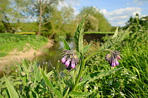 Common comfrey (Symphytum officinale) flowering on the banks of the River Avon, Lacock, Wiltshire, UK, May.