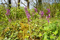 Group of Early purple orchids (Orchis mascula) flowering in ancient woodland, GWT Lower Woods reserve, Gloucestershire, UK, May.
