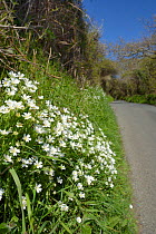 Greater stitchwort (Stellaria holostea) flowering on the grassy banked verge of a country lane, Cornwall, UK, April.