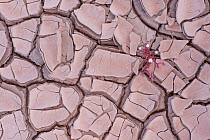 Ice plant (Mesembryanthemum nodiflorum) in dried cracked mud,  Fuerteventura, Canary Islands.