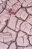 Ice plant (Mesembryanthemum nodiflorum) in dried cracked mud,  Fuerteventura, Canary Islands.
