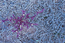 Ice plant (Mesembryanthemum nodiflorum) Fuerteventura, Canary Islands.