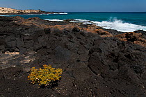 Succulent plant (Zygophyllum fontanesii) on shore, Fuerteventura. April 2013.
