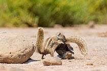 Barbary ground squirrels (Atlantoxerus getulus) fighting, Fuerteventura, Canary Islands. Introduced from North Africa.