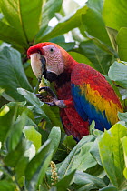 Scarlet macaw (Ara macao)  feeding at Almendro tree, Costa Rica.