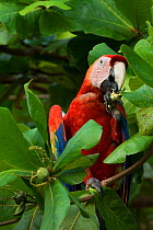 Scarlet macaw (Ara macao)  feeding at Almendro tree, Costa Rica.