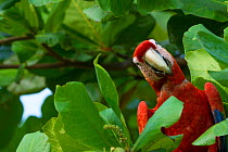 Scarlet macaw (Ara macao) in Almendro tree, Costa Rica.