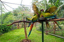 Great Green Macaws (Ara ambiguus) feeding and squabbling. El Manantial Macaw Sanctuary; Costa Rica