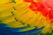 RF- Scarlet macaw (Ara macao) close up of feathers, El Manantial Macaw Sanctuary, Costa Rica. Captive. (This image may be licensed either as rights managed or royalty free.)