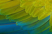 Great Green Macaw (Ara ambiguus) close up of feathers,  El Manantial Macaw Sanctuary, Costa Rica. Captive.