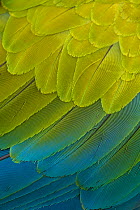 Great Green Macaw (Ara ambiguus) close up of feathers,  El Manantial Macaw Sanctuary, Costa Rica. Captive.
