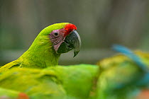 Great Green Macaw (Ara ambiguus) portrait, El Manantial Macaw Sanctuary, Costa Rica. Captive.