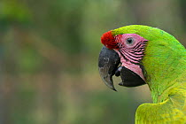 Great Green Macaw (Ara ambiguus) portrait, El Manantial Macaw Sanctuary, Costa Rica. Captive.