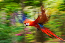 Scarlet macaw (Ara macao) flying, blurred motion. Costa Rica.