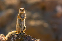 Barbary ground squirrel (Atlantoxerus getulus) female, Fuerteventura, Canary Islands. Introduced from North Africa.