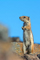 Barbary ground squirrel (Atlantoxerus getulus) female,  Fuerteventura, Canary Islands. Introduced from North Africa.