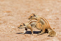 Barbary ground squirrels (Atlantoxerus getulus) mating, Fuerteventura, Canary Islands. Introduced from North Africa.