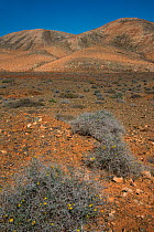 Arid landscape with Launaea arborescens in flower, Fuerteventura, Canary Islands. April 2013.