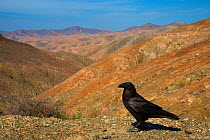 Raven (Corvus corax) Mirador de Morro Velosa at 650 meters, Fuerteventura, Canary Islands. April 2013.