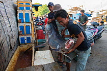 Men in fish market lifting large Mako shark (Isurus oxyrinchus) with tail removed, Bali, Indonesia, August 2014. Vulnerable species.
