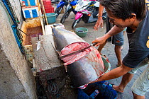 Man cutting up Mako shark (Isurus oxyrinchus) in fish market, Bali, Indonesia, August 2014. Vulnerable species.