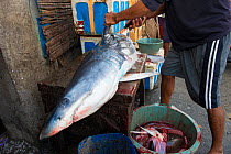 Man removing fins of Mako shark (Isurus oxyrinchus) in fish market, Bali, Indonesia, August 2014. Vulnerable species.