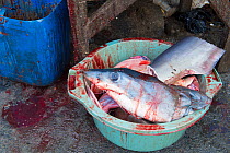 Mako shark (Isurus oxyrinchus) head and parts in bloody bucket, fish market, Bali, Indonesia, August 2014. Vulnerable species.