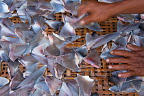 Shark fins (Squalus sp) for sale in fish market, Bali, Indonesia, August 2014.