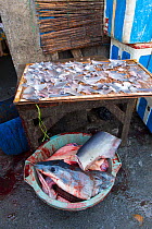 Shark fins (Squalus sp) for sale in fish market, Mako shark (Isurus oxyrinchus) head in bucket below. Bali, Indonesia, August 2014.