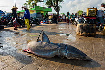 Large shark for sale in fish market, Bali, Indonesia, August 2014.