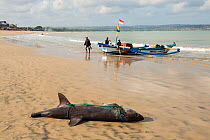 Dead shark on beach with tail and pectoral fins removed, Bali, Indonesia, August 2014.