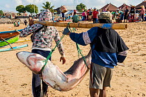 Fishermen on beach carrying large shark with pectoral fins removed, Bali, Indonesia, August 2014.