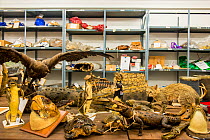 Taxidermy specimens and endangered wildlife products confiscated by the Spanish police at Adolfo Suarez Madrid-Barajas Airport in accordance with CITES, stored in a government warehouse, Spain, Octobe...