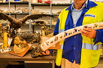 Man with carved ivory tusk, taxidermy specimens and endangered wildlife products confiscated by the Spanish police at Adolfo Suarez Madrid-Barajas Airport in accordance with CITES, stored in a governm...