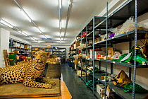 Taxidermy specimens and endangered wildlife products confiscated by the Spanish police at Adolfo Suarez Madrid-Barajas Airport in accordance with CITES, stored in a government warehouse, Spain, Octobe...